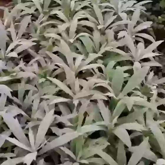 Artemisia ludoviciana Valerie Finnis Western Mugwort